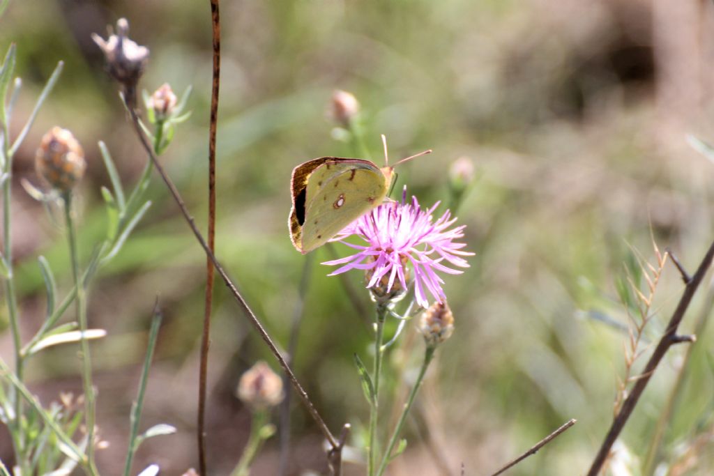 Colias crocea